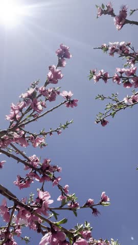 Vertical close-up of blooming pink flowers on a tree branch against a clear blue sky.