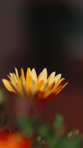 Vertical close-up of delicate orange flowers blooming in a garden setting.