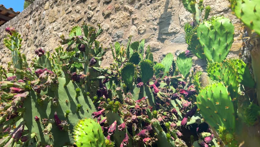 Opuntia Cactus growing, Eatable Prickly pear cactus plant, Opuntia fruit, cactus spines closeup. 