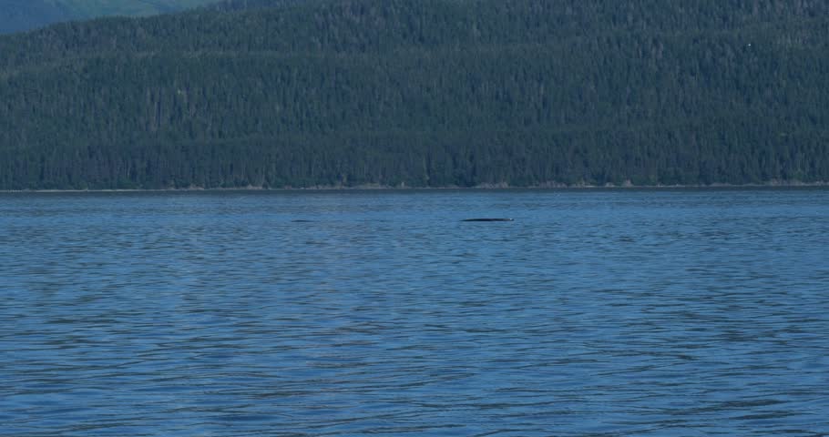 Humpback whales surfacing to breathe.Whale Watching in Juneau, Alaska