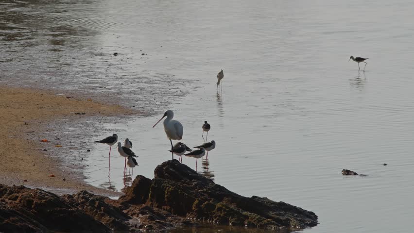 Black-faced Spoonbill and Black-winged Stilts Resting on Shoreline.