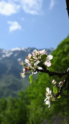 Blossoming apple tree branch in front of majestic Caucasus mountains, Georgia. Spring landscape in Stepantsminda, Kazbegi. Nature awakening, alpine travel discovery and eco tourism concept