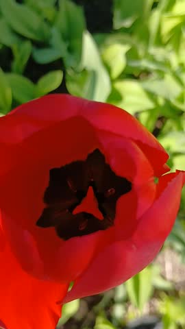 Close up of a beautiful tulip flower top and side view