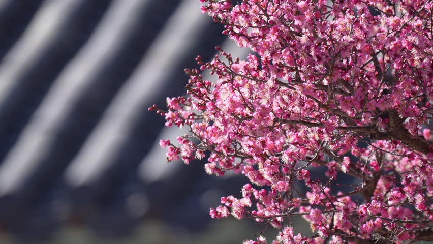 Traditional temple with blooming plum blossoms and bees in spring