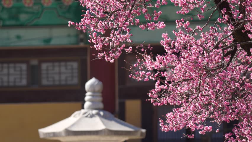 Traditional temple with blooming plum blossoms and bees in spring