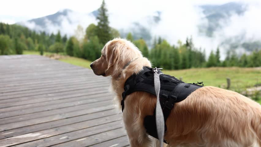 Golden retriever stands on wooden deck looking at mountains and clouds in the distance during morning hours