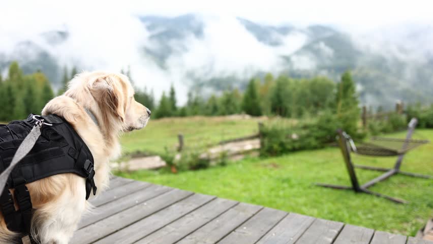 Golden retriever stands on wooden deck looking at mountains and clouds in the distance during morning hours