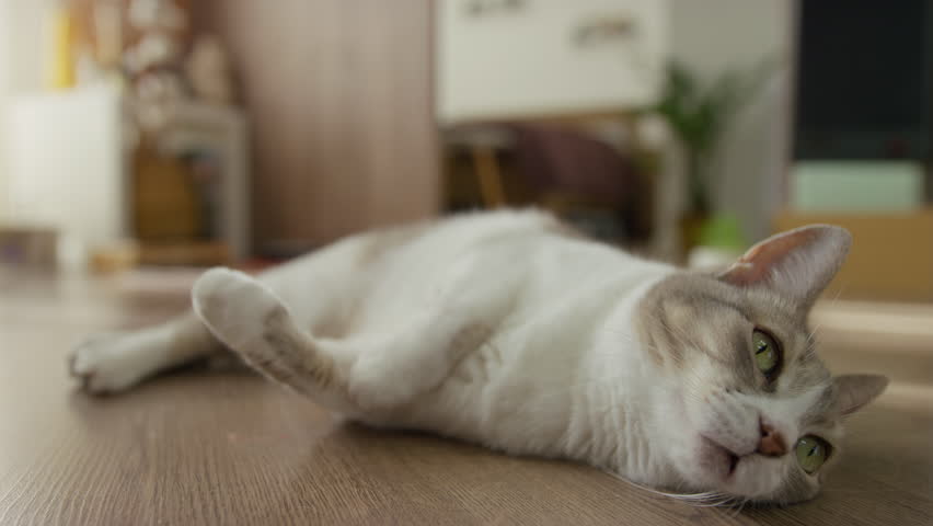 Relaxed gray and white cat lying on wooden floor, gently playing with plush toy in cozy home interior.