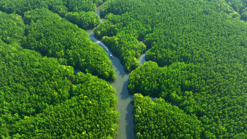 Aerial drone view of a boat cruising through winding river channels in lush mangrove forest, showcasing carbon storage, oxygen generation, biodiversity, and sustainable ecosystems. Thailand. 4k.
