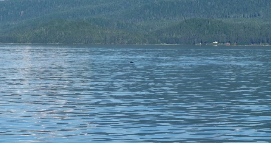 Sea otter swimming in the coastline waters of Juneau, Alaska.
