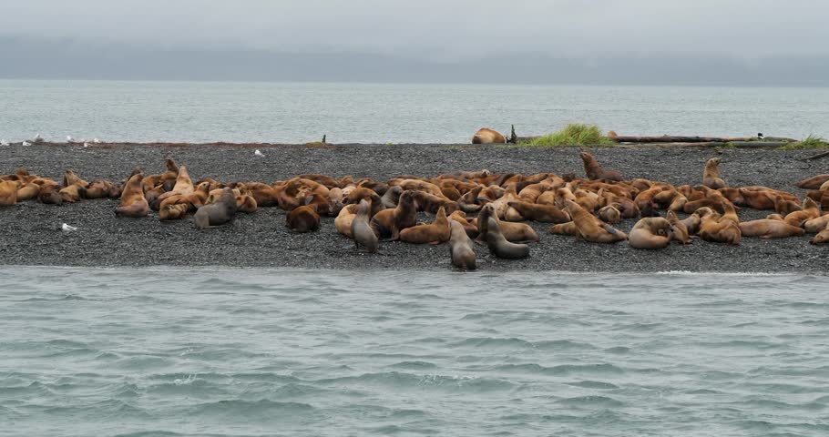 Steller sea lions on a beach of an island in Alaska.