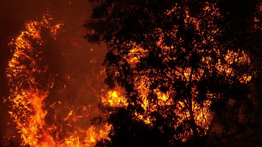 Aerial nighttime view of a powerful wildfire engulfing trees, bright flames contrasting the dark landscape, emphasizing global concerns around climate change, pollution, and ecosystem loss. 4k.
