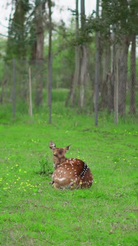 A young fawn lies on green grass in a fenced area with trees in the background