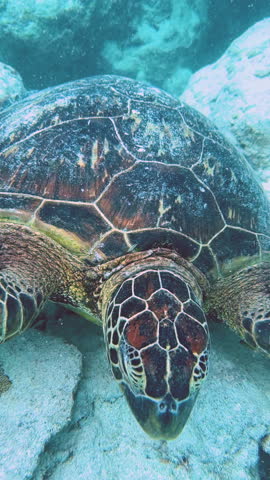 Underwater close-up of a green sea turtle resting amongst a sandy shallow tropical reef. Captured in slow motion in portrait orientation.