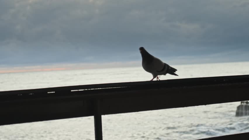 Silhouette pigeon perched on metal railing overlooking grey ocean under heavy clouds at dusk, slow pan reveals horizon and gentle