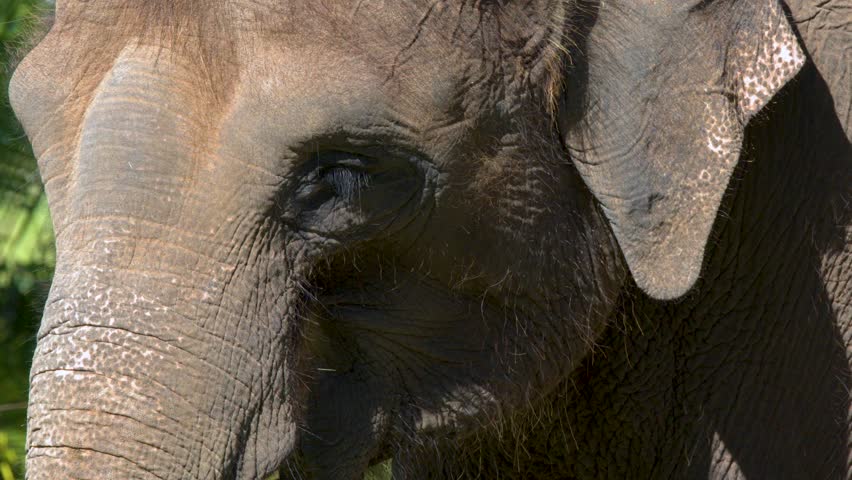 Extreme close-up of an Asian elephant