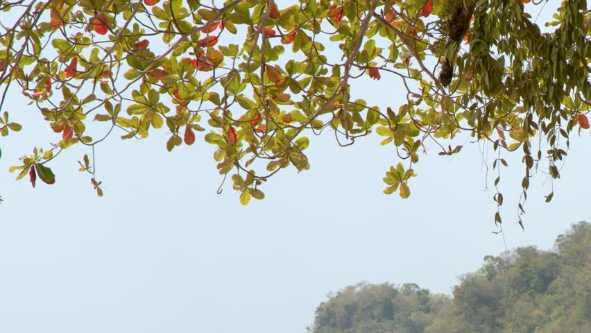 Static shot of lush green branches framing a distant limestone mountain under bright daylight