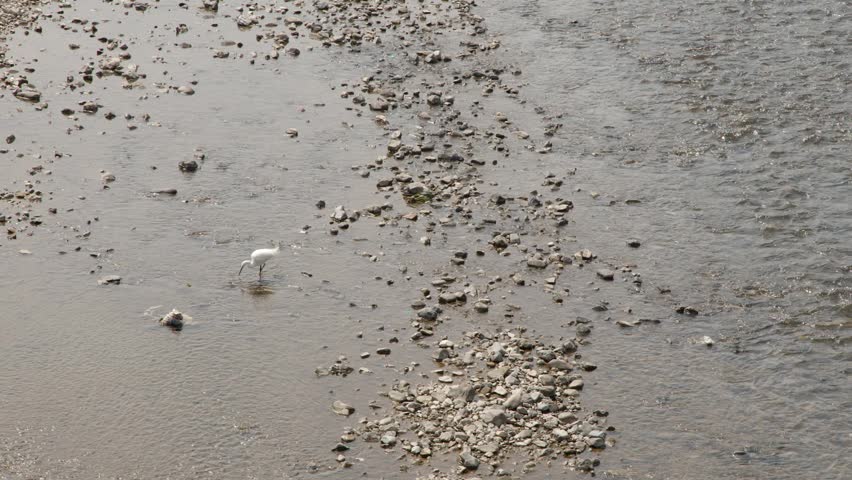 A white egret stands in shallow river water searching for food on a rocky bank