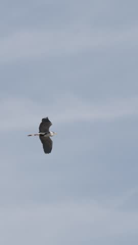 Tracking shot of a grey heron soaring through a clear sky in Kyoto Japan