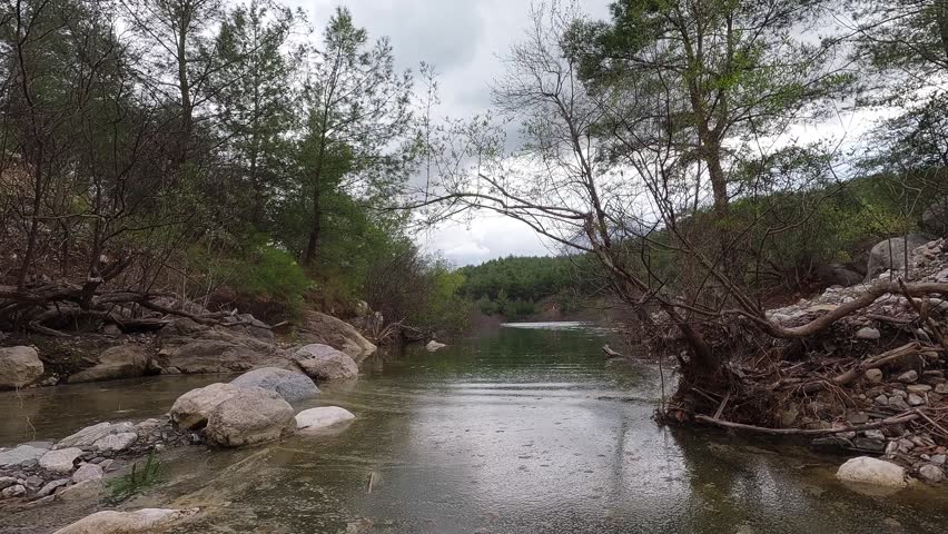 Calm lake and trees in forest