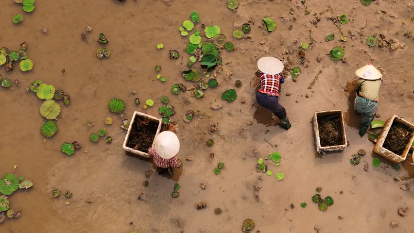 Vietnam farmers in conical hats harvesting lotus roots in a muddy pond in a traditional agriculture farm in ninh binh