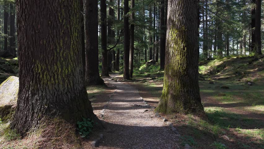 Sunlit pine forest trail, hiking path through trees in nature.