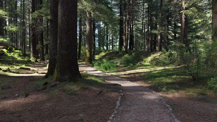 Sunlight through pine forest, scenic woodland trail with light beams.