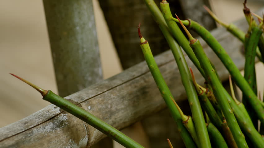 Closeup Mangrove Propagule Seedling Sprouting in for Coastal Reforestation, Environmental Conservation Project, Wetland Ecosystem Restoration Issue, Tsunami Wave Barrier Seawall, and Mangrove Farming Progress.