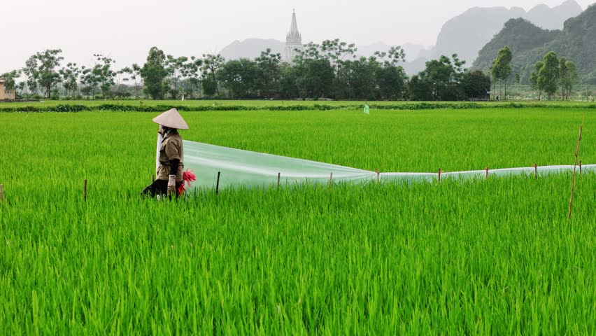 Vietnam farmer working in a rice paddy field with karst mountains in the background in ninh binh