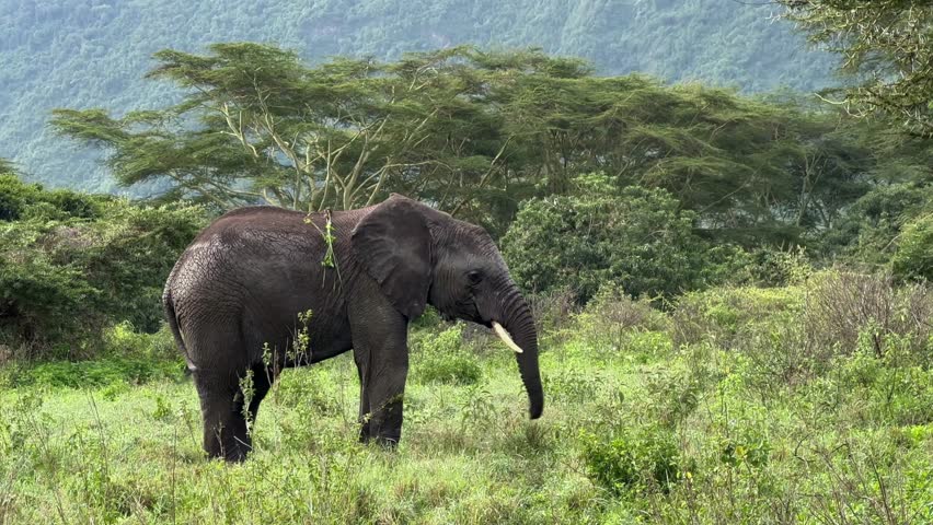 Juvenile African bush elephant (Loxodonta africana) playing with its trunk in Ngorongoro Crater. Tanzania.
