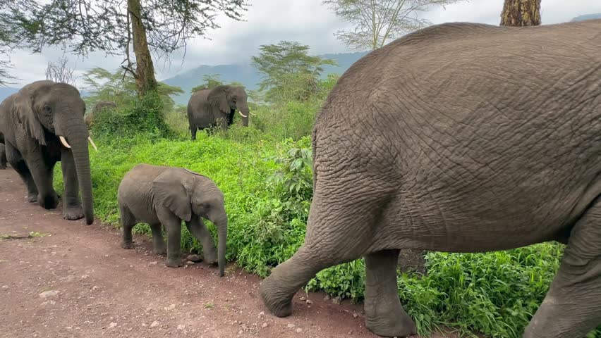 Herd of African bush elephants (Loxodonta africana) walking by the road in the Ngorongoro Crater. Tanzania.