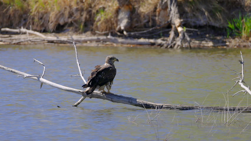Juvenile Bald Eagle Perched on Log in Water