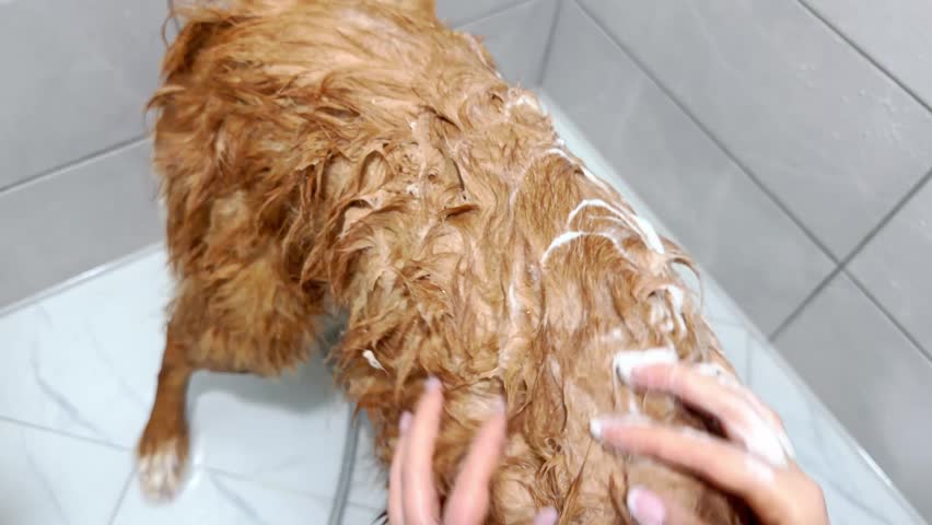 A Nova Scotia Duck Tolling Retriever dog shows wet fur detail in shower. The texture emphasizes water and grooming.
