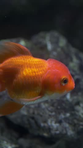 Goldfish carassius auratus swimming in aquarium water, popular pet fish for lifestyle and pet care content. Ornamental fish highlights home environment and animal care themes.