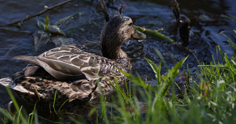 Female mallard duck dabbling upside down with feet in the air searching for food underwater, close up, slow motion, wildlife scene