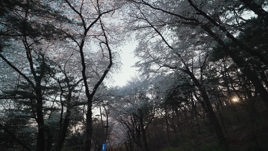 Peaceful walking path through Namsan Park in Seoul, South Korea, surrounded by blooming cherry blossoms, forest trees, and warm sunset light during spring season near N Seoul Tower.
