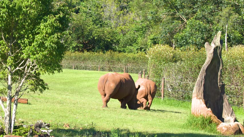 Two rhinoceros graze peacefully on lush green grass in a sunny wildlife park setting.