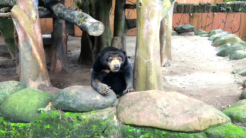 Malayan sun bear resting on a rock in a zoo enclosure