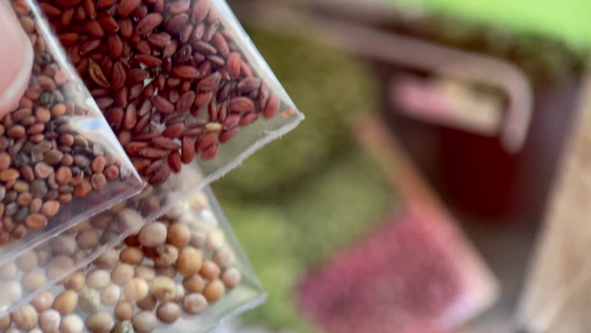 Close up of a person choosing between various types of organic seeds in small plastic bags with a blurred background of growing microgreens and sprouts.