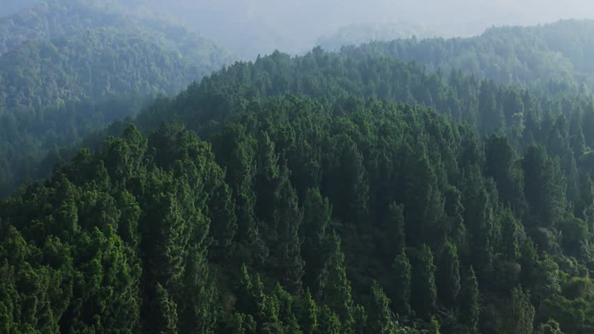 Lush green forest landscape with dense tree canopy and misty mountains in the background