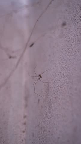 Tiny spider with long legs on a dusty surface