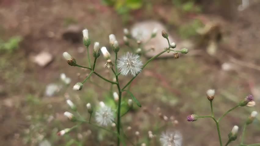 A flowering plant with white seed heads is presented in a static close-up view on thin stems. Soft fluff-like structures spread outward from open clusters, while leaves and branches appear behind the subject. Suitable for botanical datasets and texture-based visual analysis.

