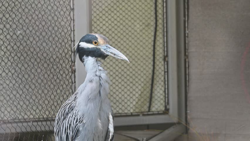 Medium shot of a gray shorebird with a long beak standing beside a window and mesh enclosure at an aquarium exhibit