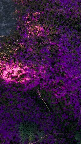 Purple Wildflower Carpet on Rocky Hillside in Sunlight. Top down aerial rise