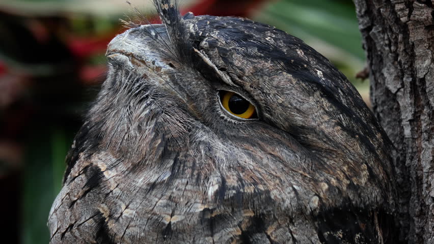 Close up portrait of an Tawny Frogmouth displaying detailed feathers and piercing eyes.