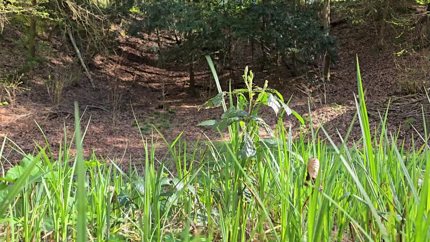 Green tall grass and wild plants swaying gently in the light breeze on a sunny day. Natural meadow landscape at the edge of a forest with soft wind movement and bright daylight.
