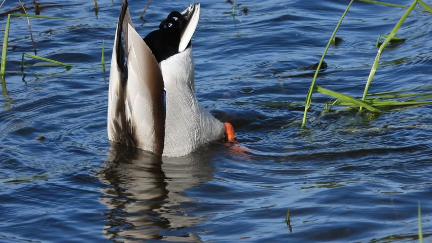 A duck swimming in the water, diving with its tail up while searching for food. Captured wildlife moment showing natural bird behavior on a calm water surface.