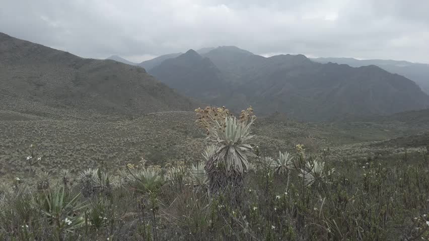 plants on the mountain in the midle of woods frailejon2