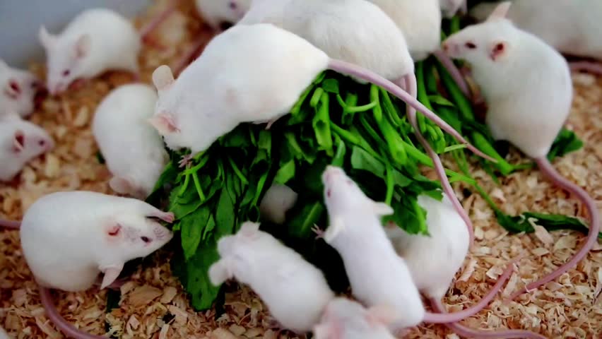 White mice gather around a pile of fresh green leaves. They are curious, peering and nibbling with active interest. The scene is set in soft wood shavings, natural and textured