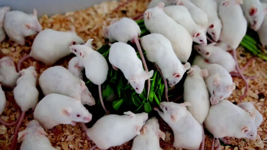 White mice gather around a pile of fresh green leaves. They are curious, peering and nibbling with active interest. The scene is set in soft wood shavings, natural and textured